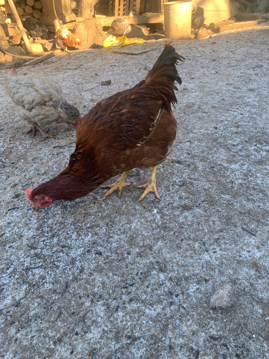 Predám mladé kohúty - 2