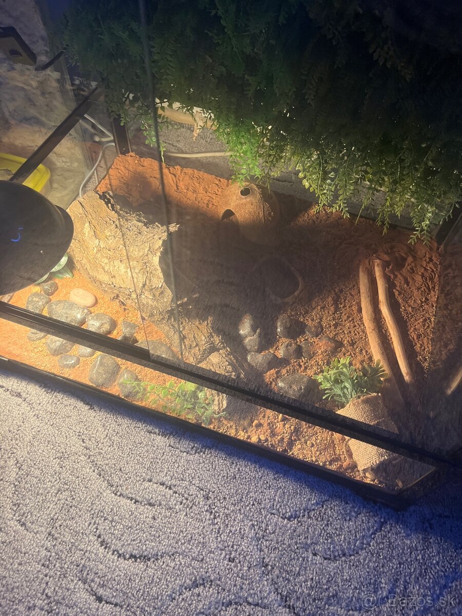 Terarium+Gekončík Nočný - 2