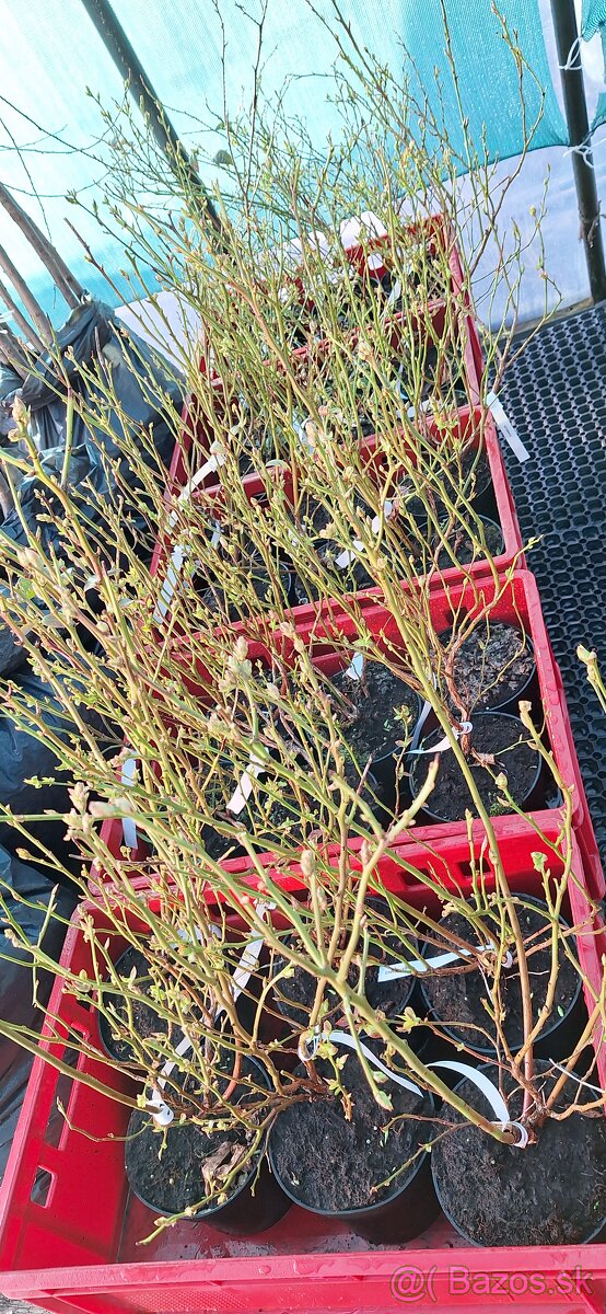 Kanadské Čučoriedky - 2