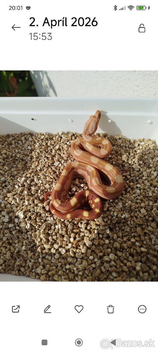 Boa Constrictor IMG INCA - 2
