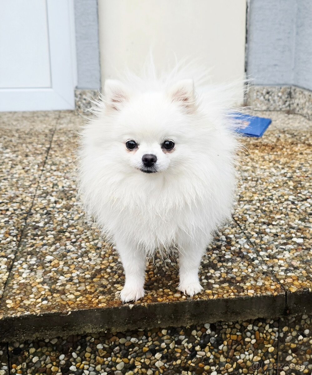 Pomeranian mini s PP FCI - 2