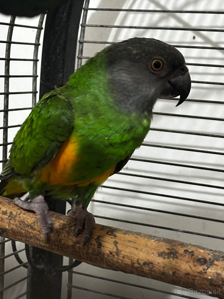 Papagáj Senegalský samec - 2