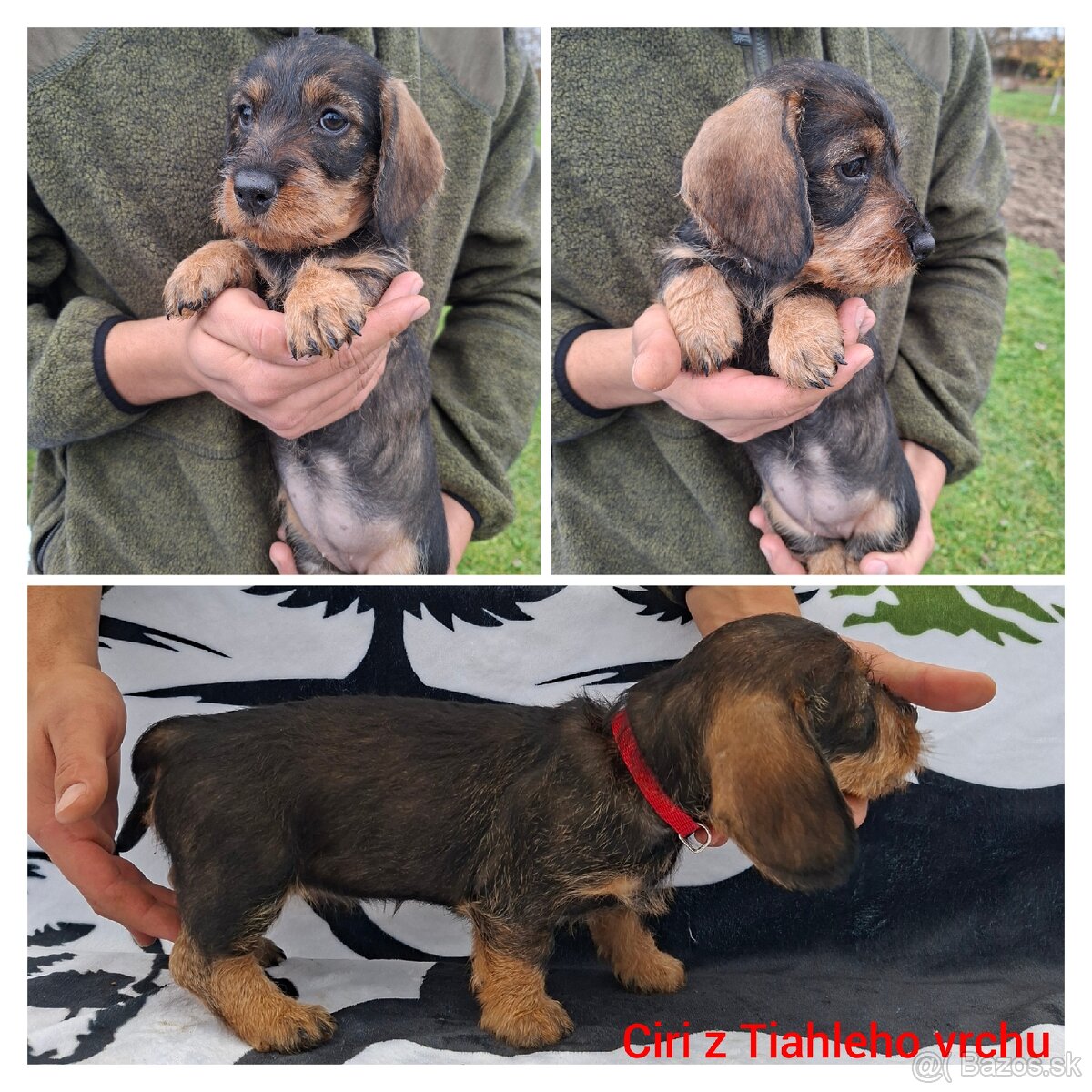 Jazvečík hrubosrstý - 2