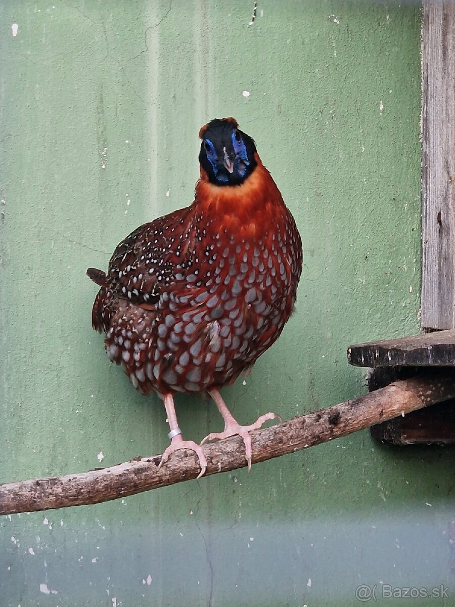 BAZANT TRAGOPAN TEMMINCKII - 2