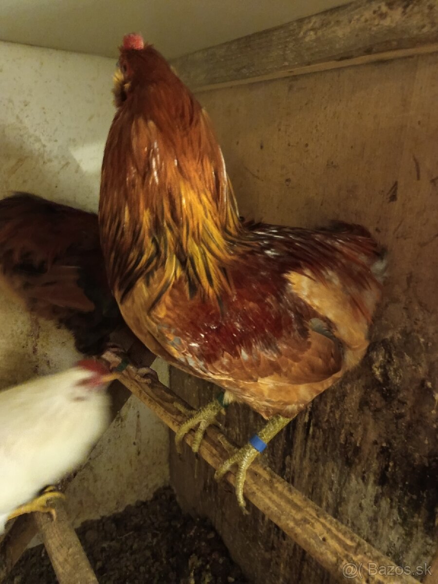 Mám na predaj kohúty Araucany. - 2