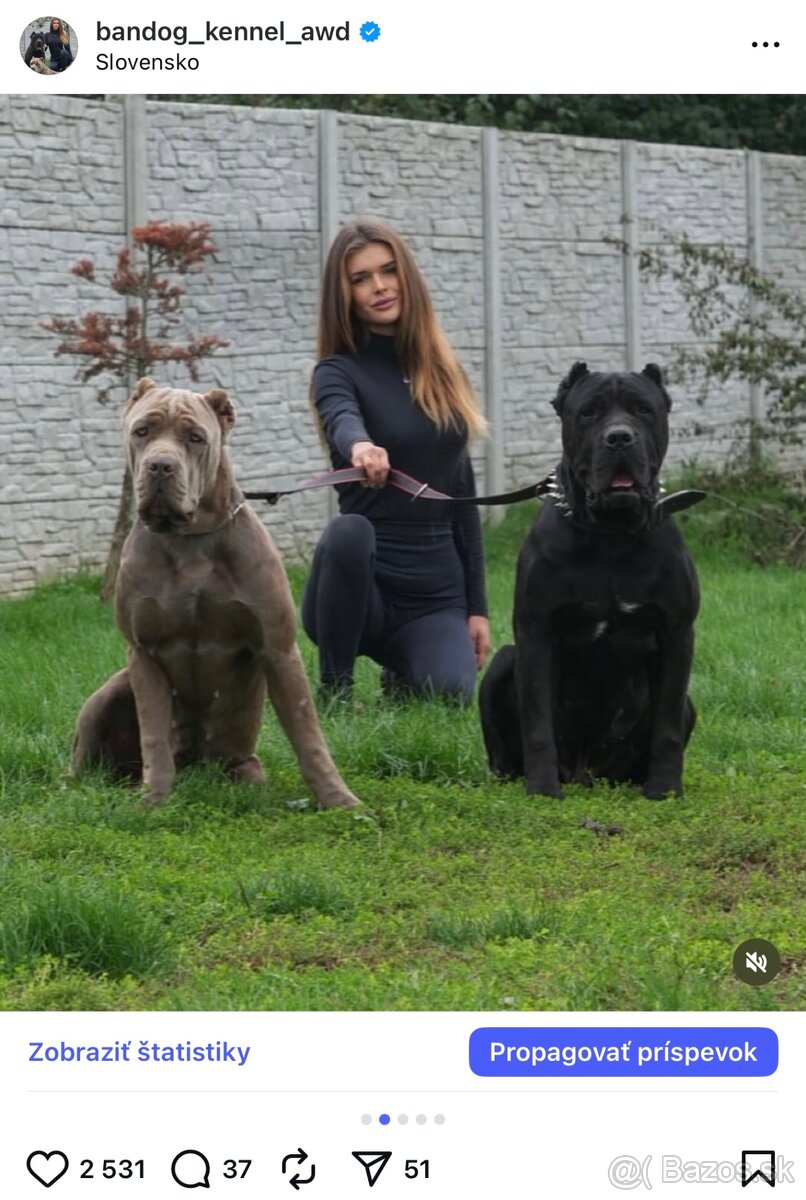 Bandog, cane corso, presa, doga, pitbull - 2