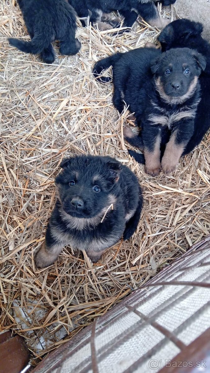 Nemecký ovčiak - 2