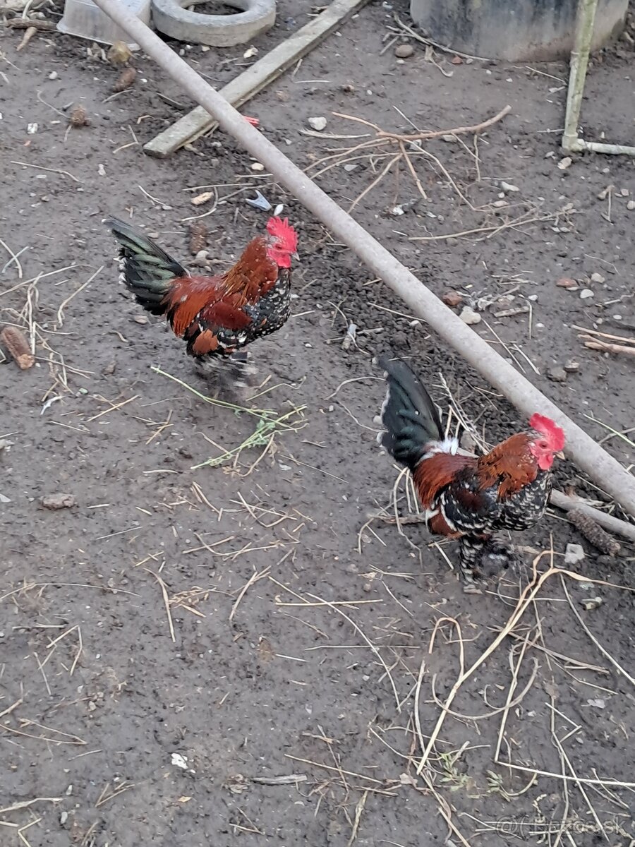 Predám kohutikov liliputky - 2