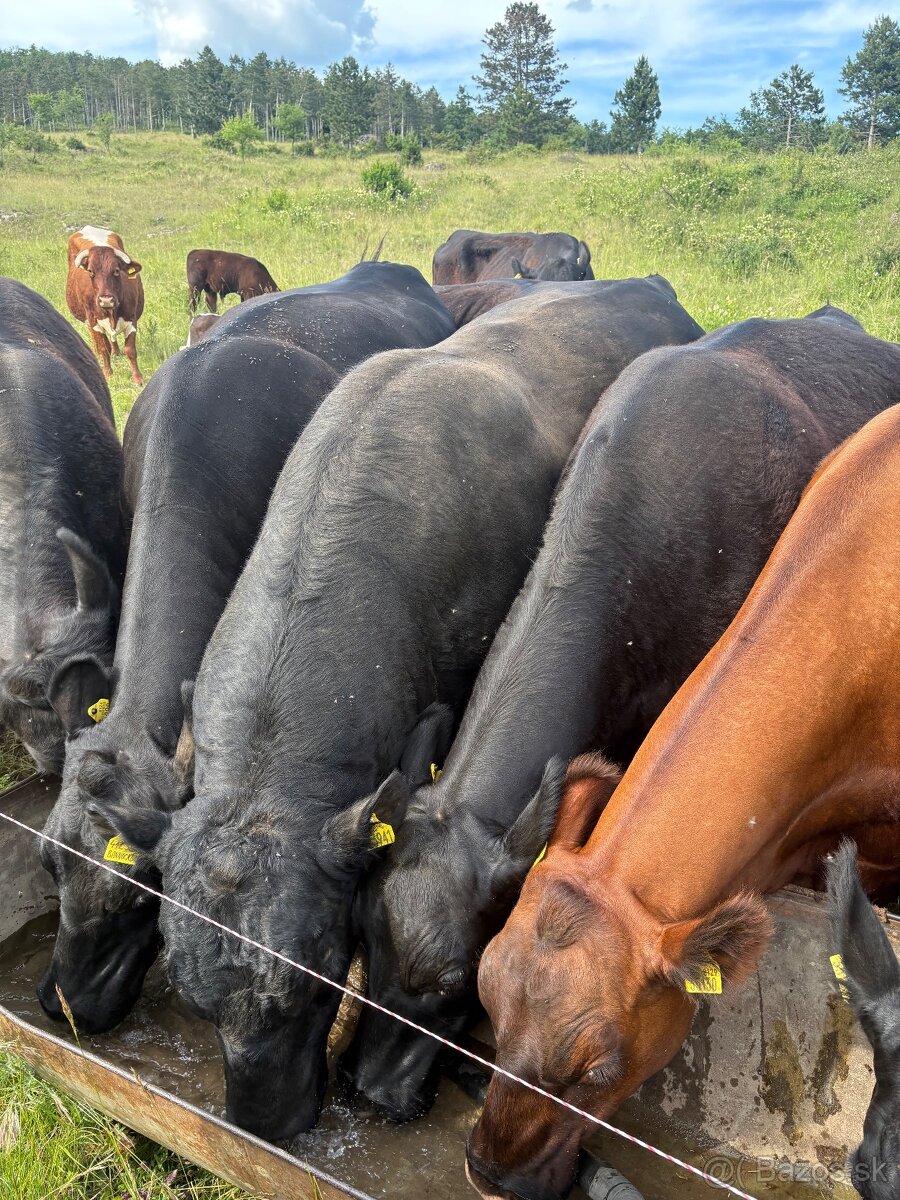 Aberdeen Angus - 2