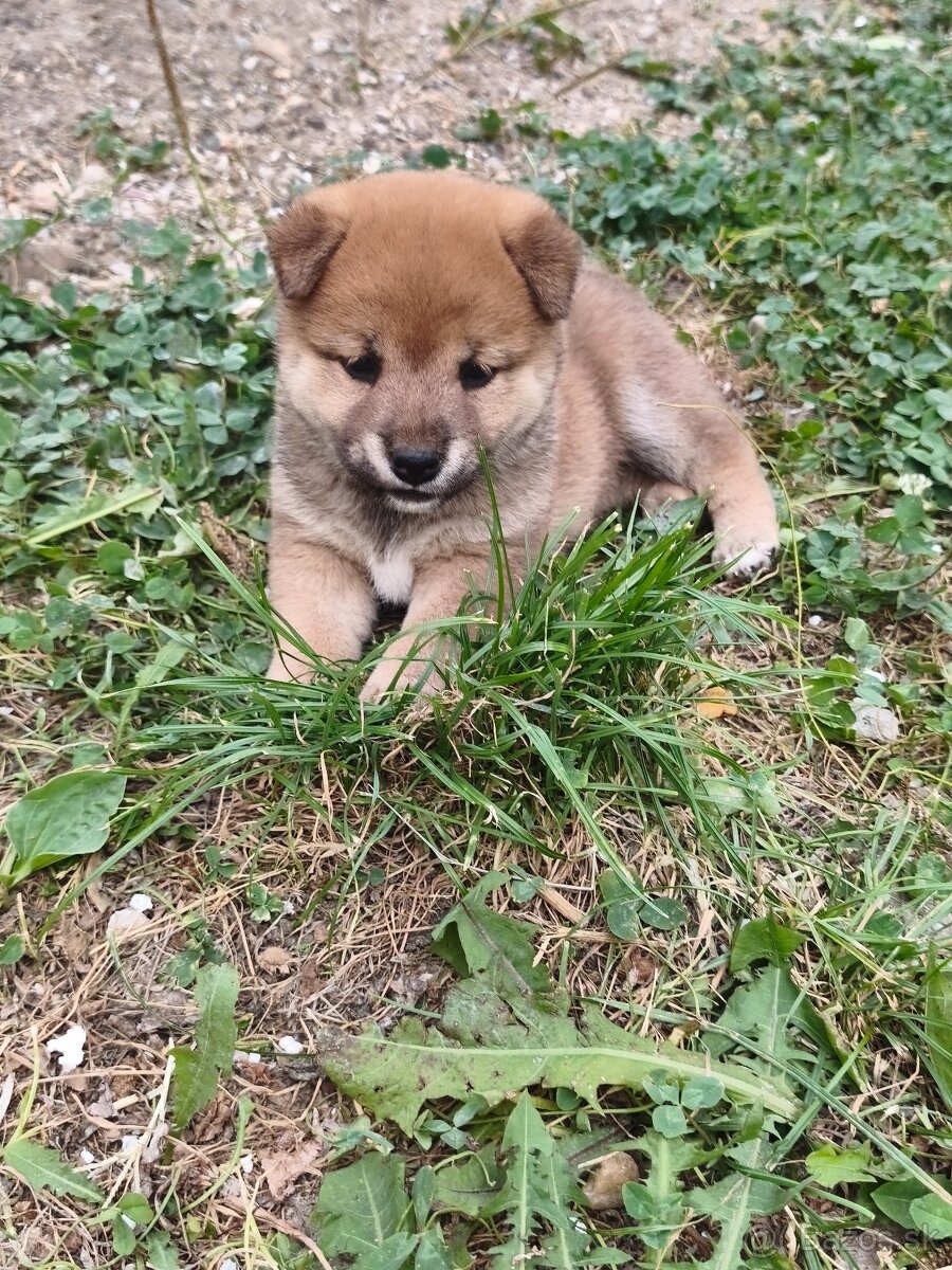 Shiba Inu - 2