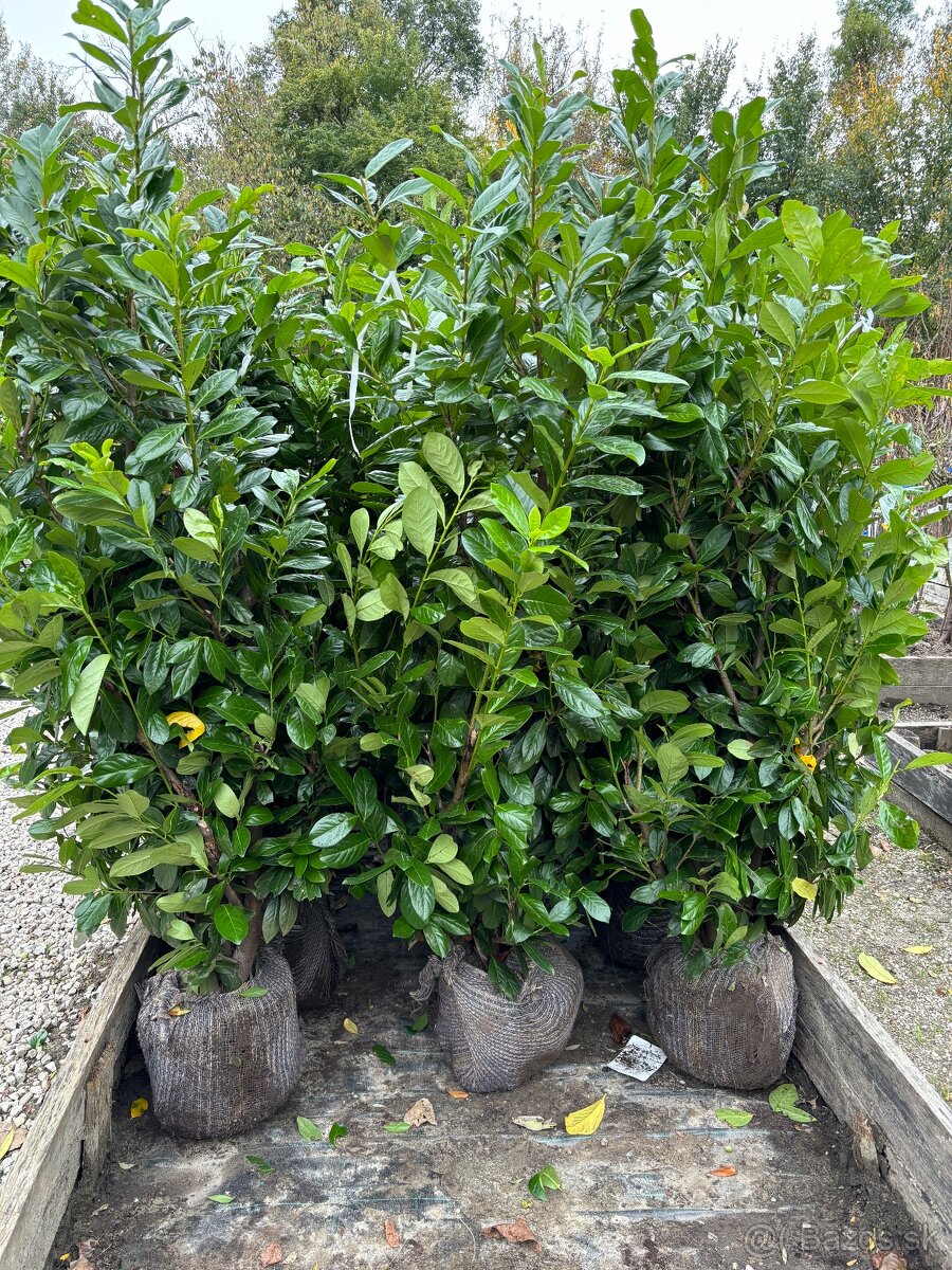 Vavrinovec Novita - 2