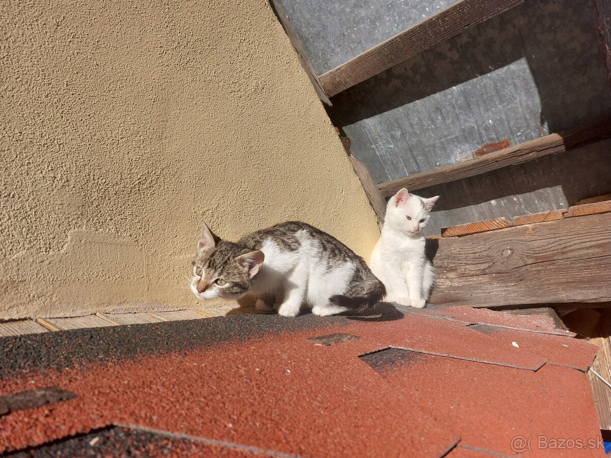 Podarujem mačiatka - 2