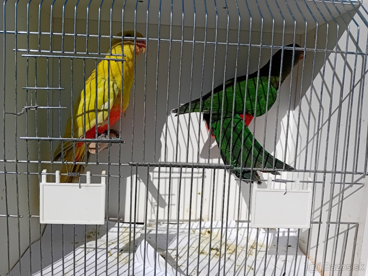 PAPAGÁJ KRÁLOVSKÝ štepiteľné na žlté - 2