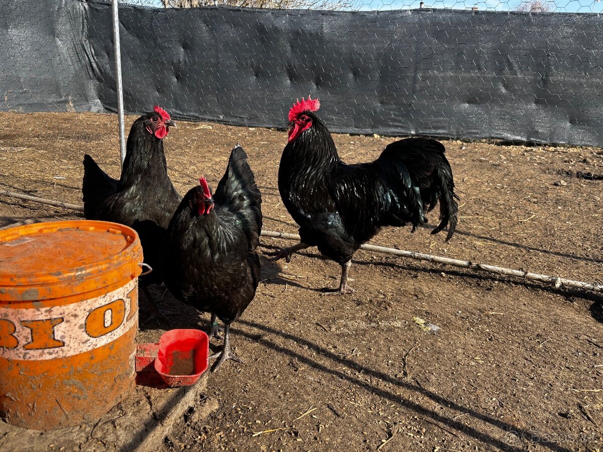 Nasadove vajíčka - 2