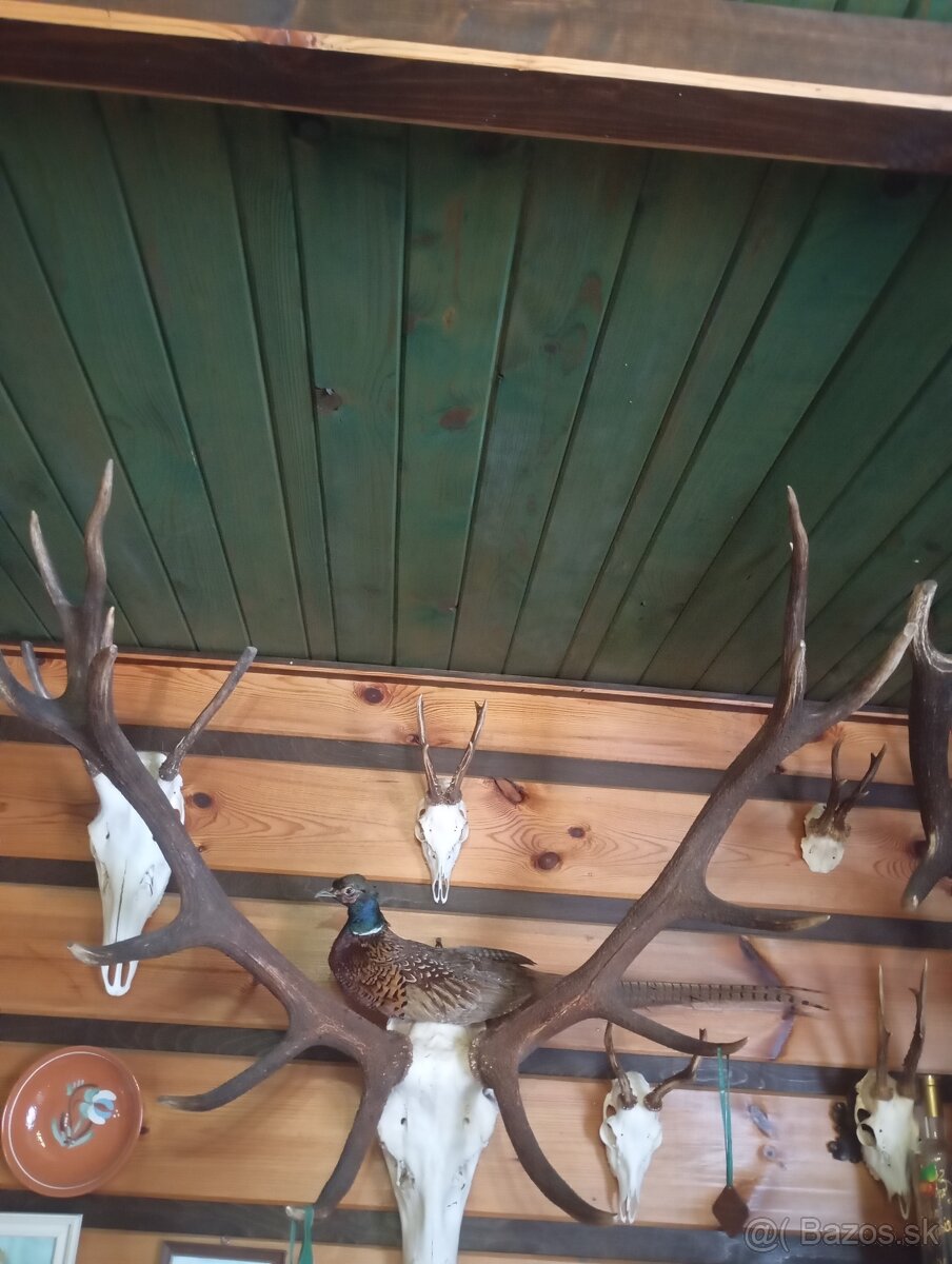 Trofeje srnca a jeleňa - 2