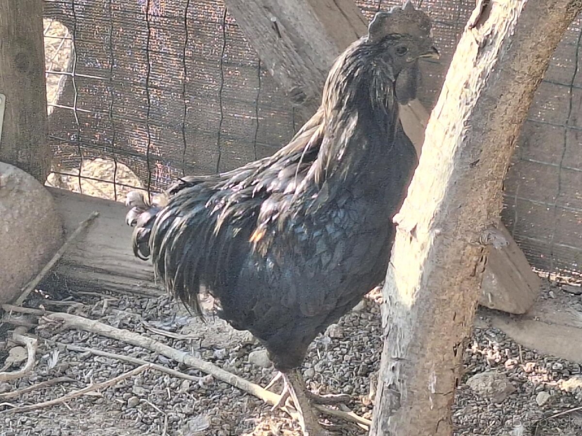 Ayam Cemani - 2