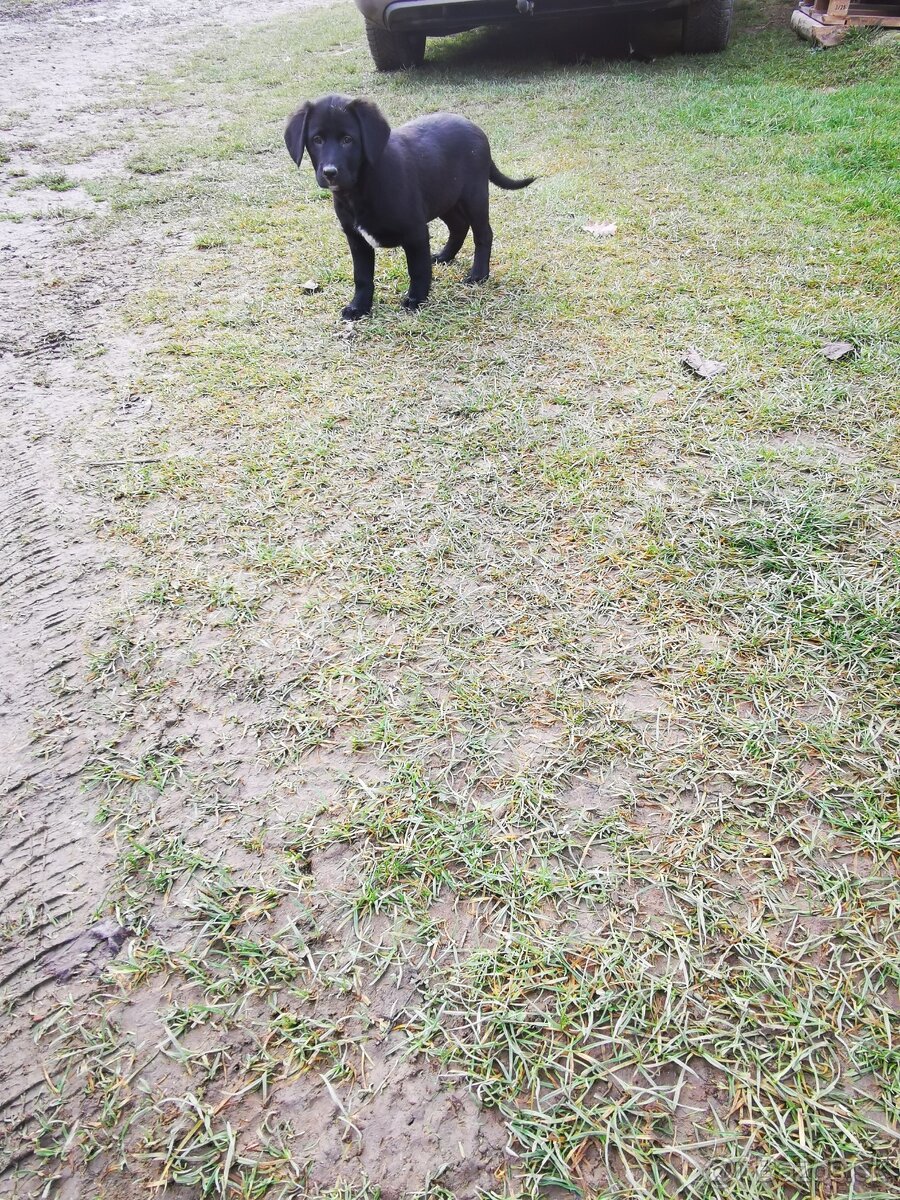 Labrador, šteniatka - 2