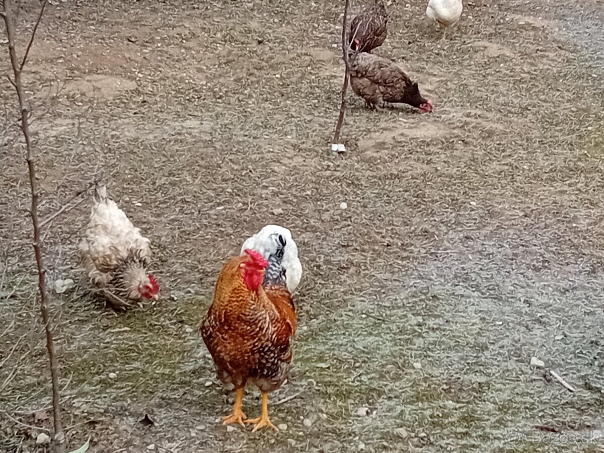 Mladí kohúti biele, jarabaté - 2