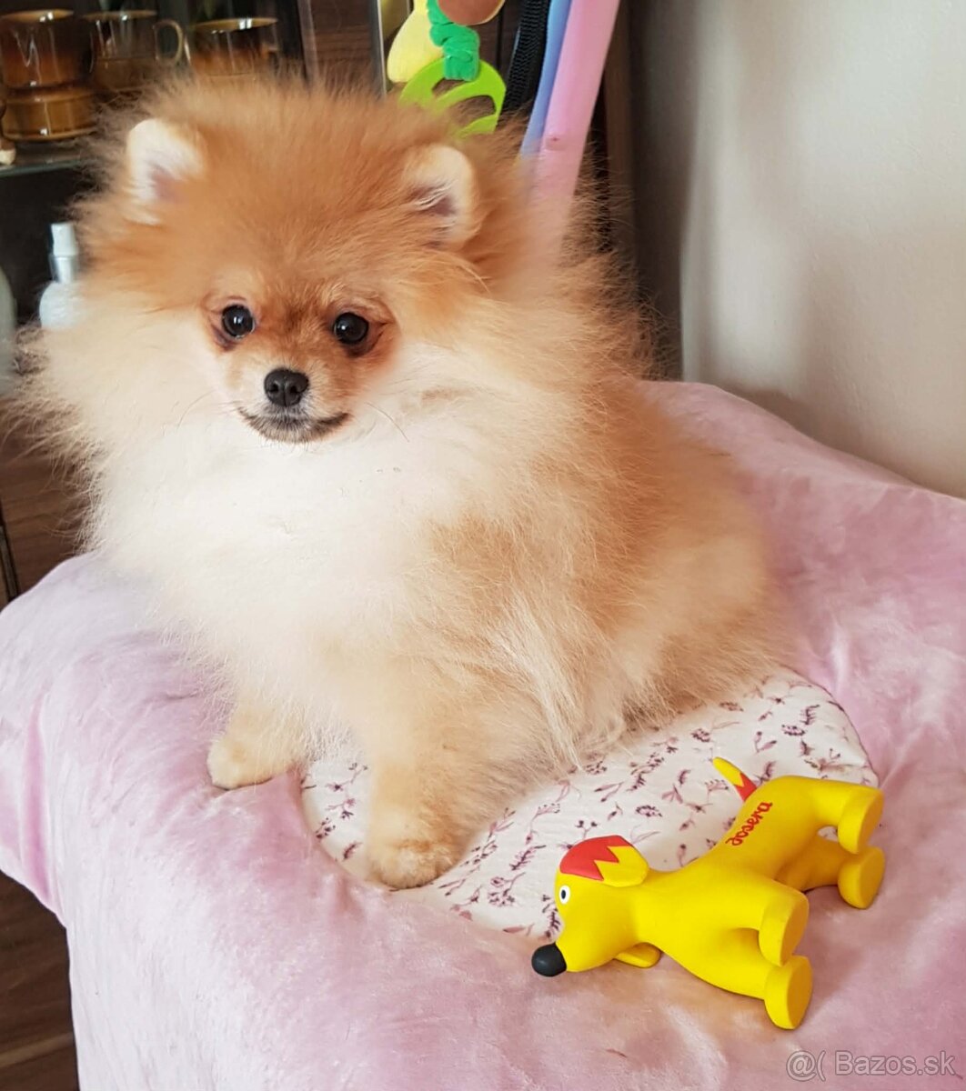 Trpasličí Špic Pomeranian fenka s PP - 2