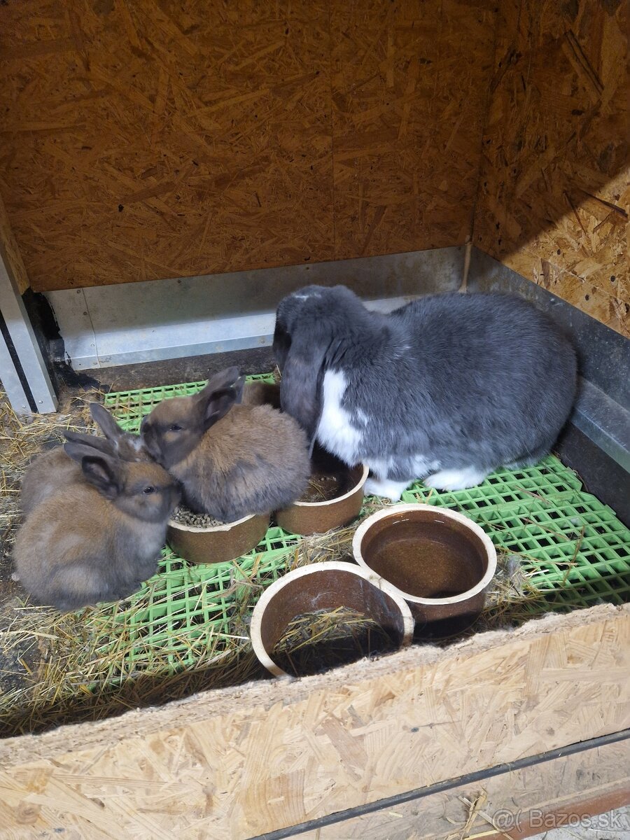 Francúzsky baran - 2