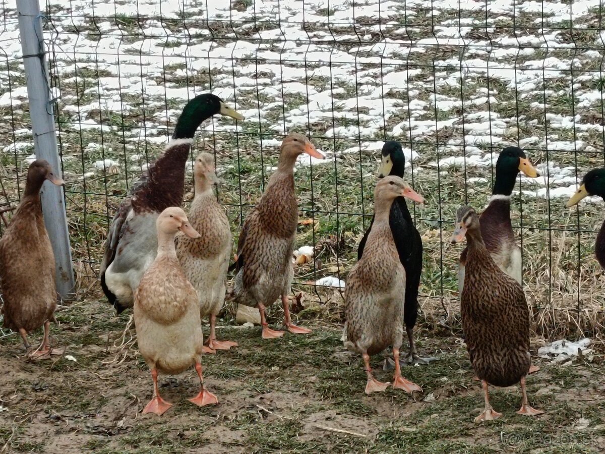 Predám násadové vajíčka indického bežca - 2