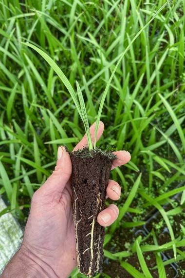 Chamaerops vulcano X humilis - 2