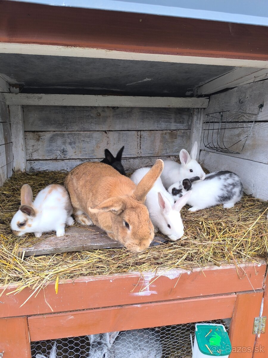 Králiky - 2