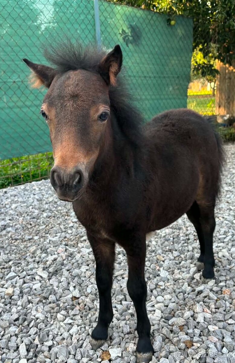 Shetland pony - 2
