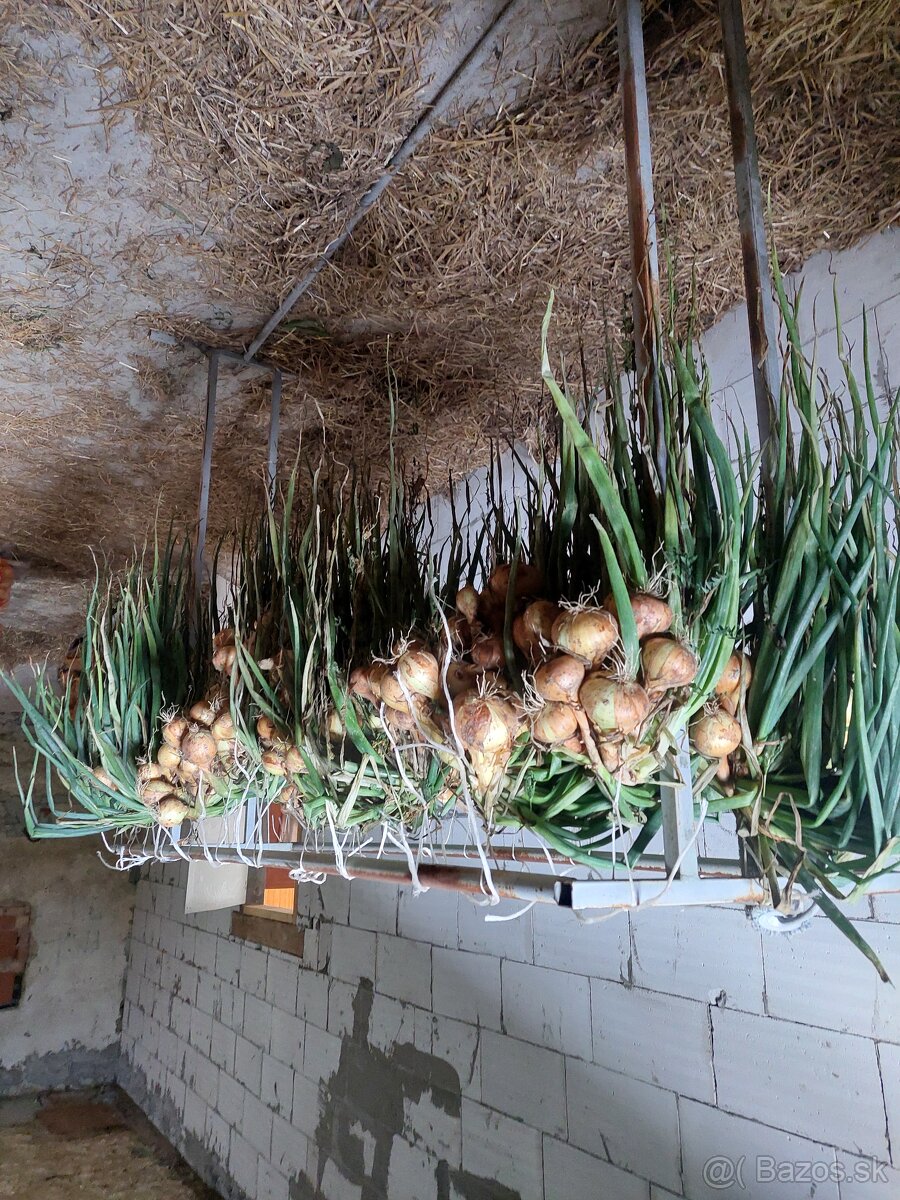 Cibula na uskladnenie - 2