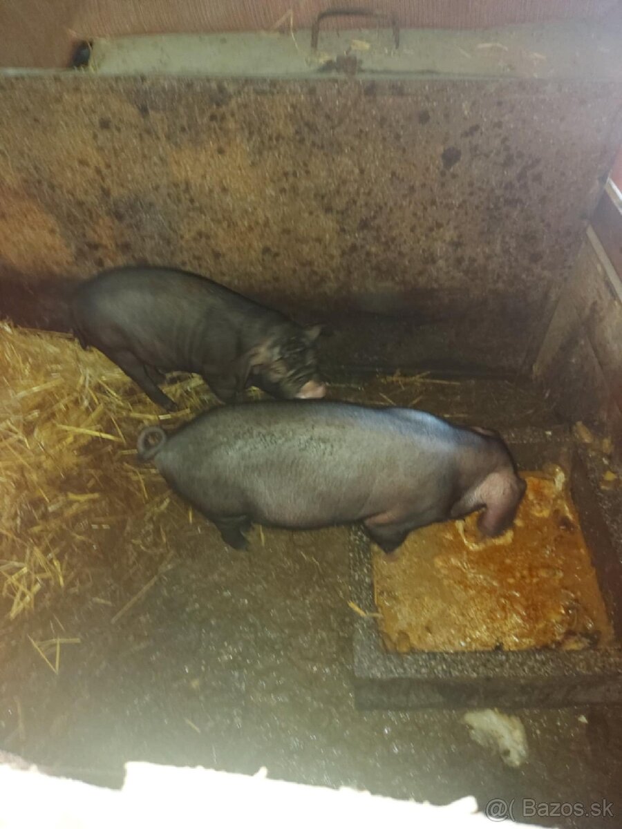 ošípané na predaj - 2