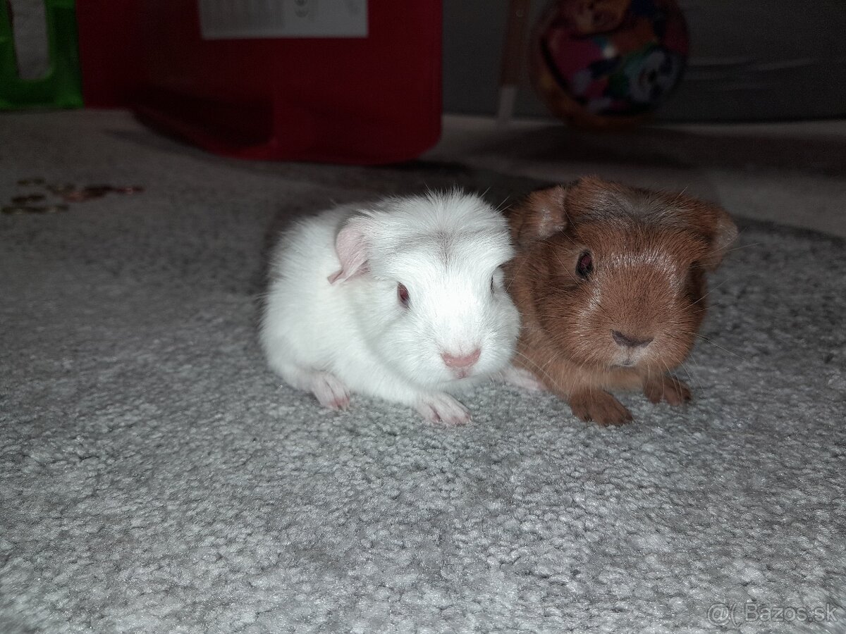 Morské prasiatka - 2