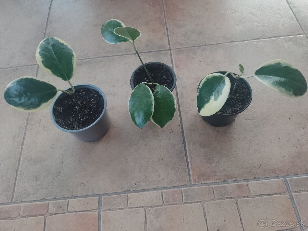 Joga/boskovka Austrália/Blondie 1ks/4€+posta - 2