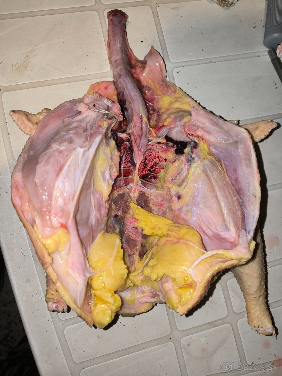Predám kohútov a sliepky spracované - 2