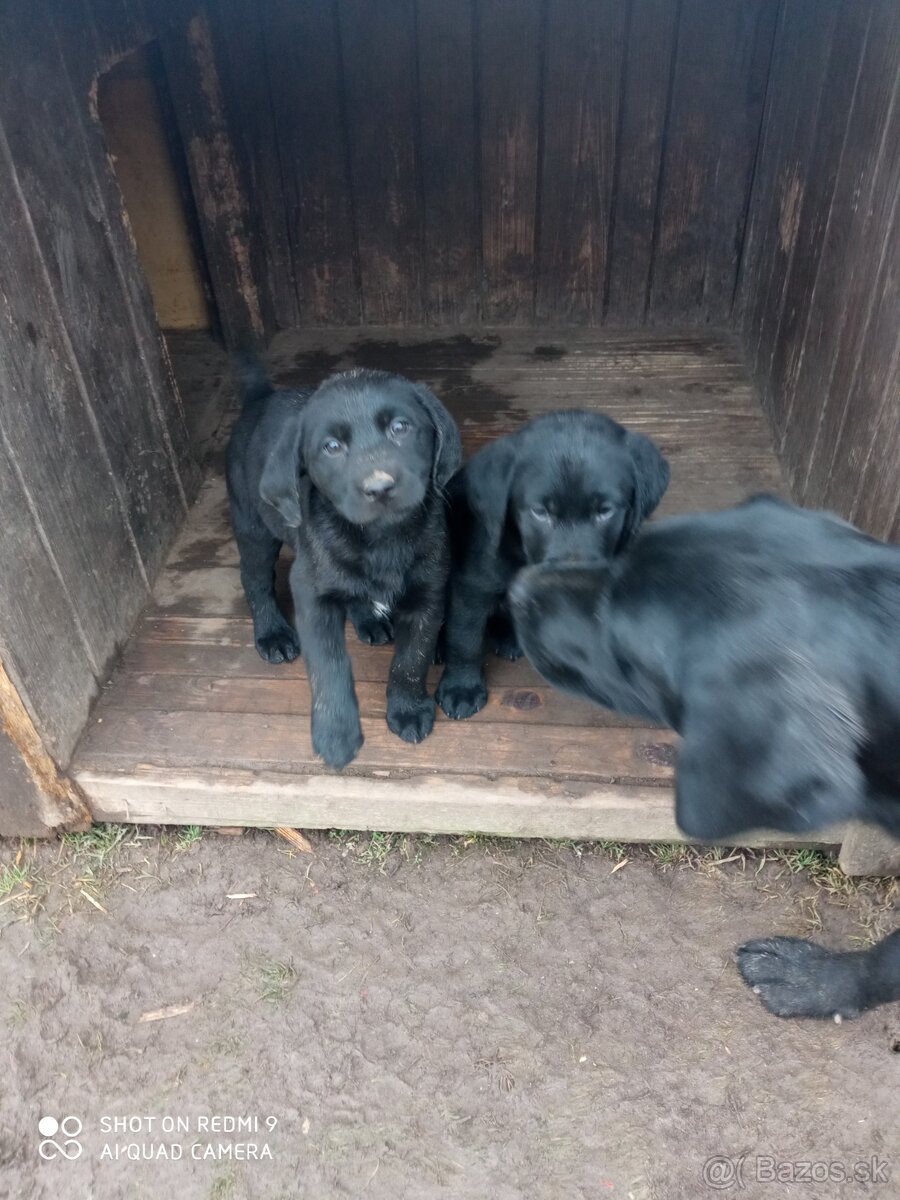 Labradorský retriver - 2