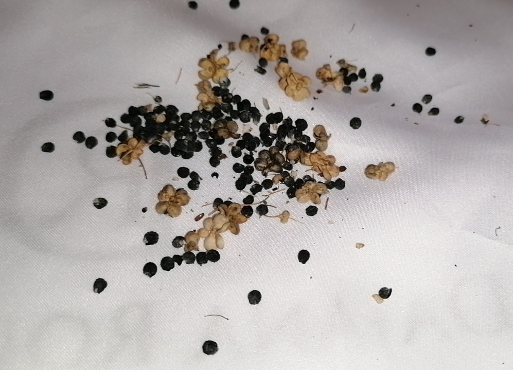 Medvedí cesnak semiačka - 2