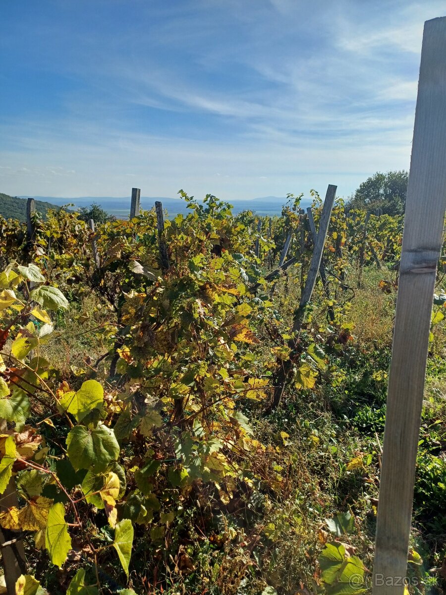 VINOHRAD NA PREDAJ - 2