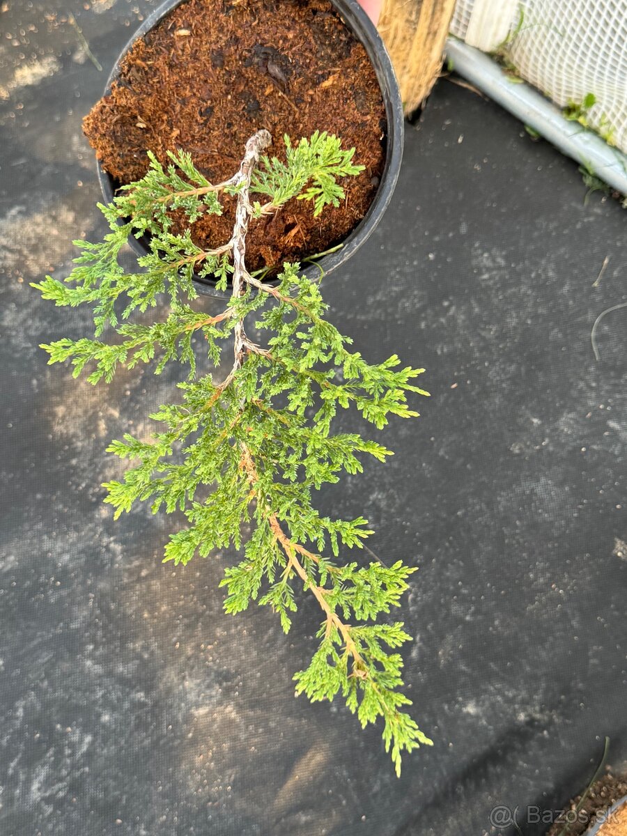 Borievka rozprestretá - Juniperus horizontalis Wiltoni - 2