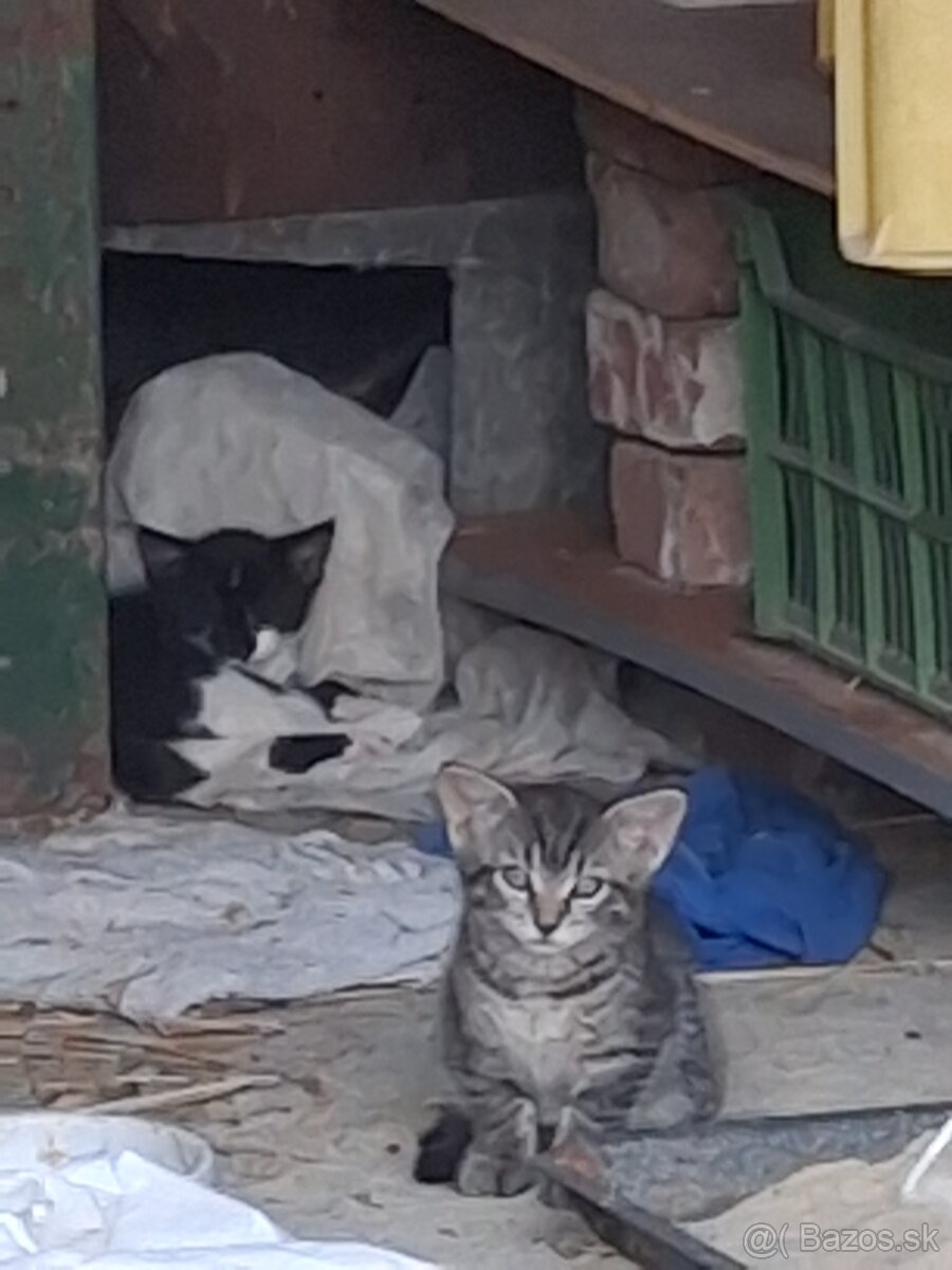 Domace mačiatka - 2
