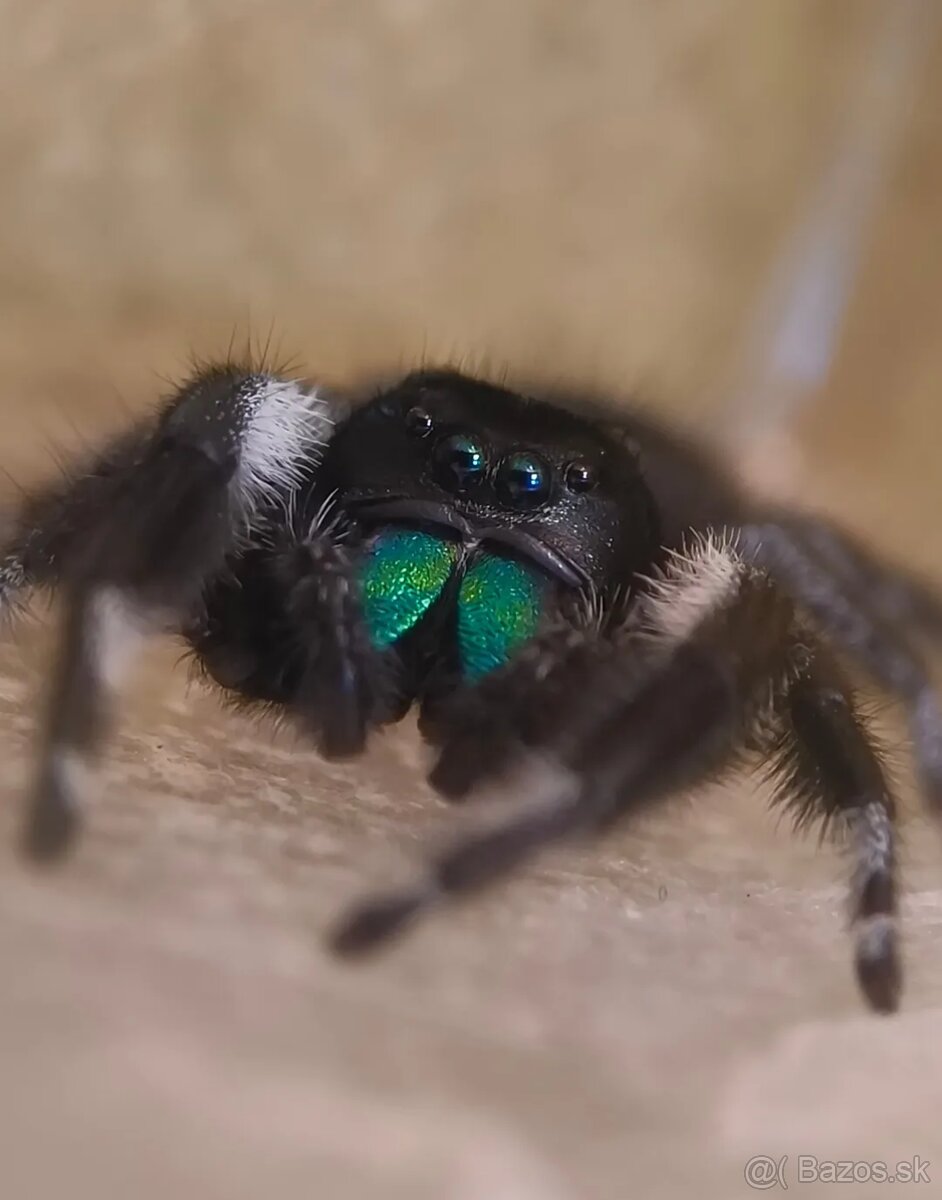 Skákavka Phidippus Regius - 2