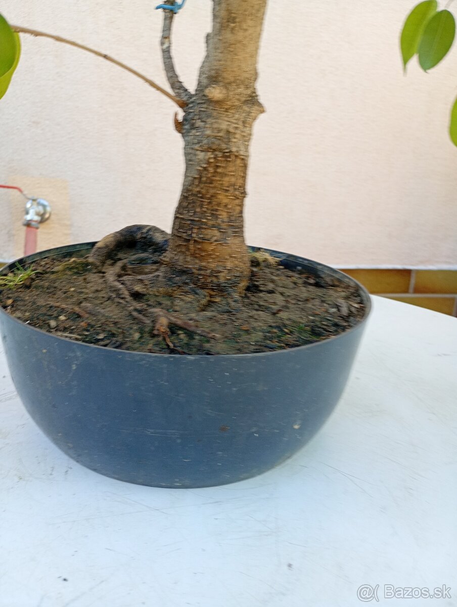 fikus \Benjamin bonsai - 2