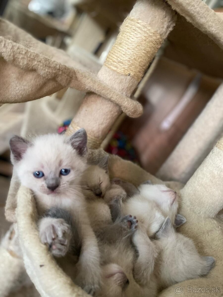 Ragdoll Blue - 2