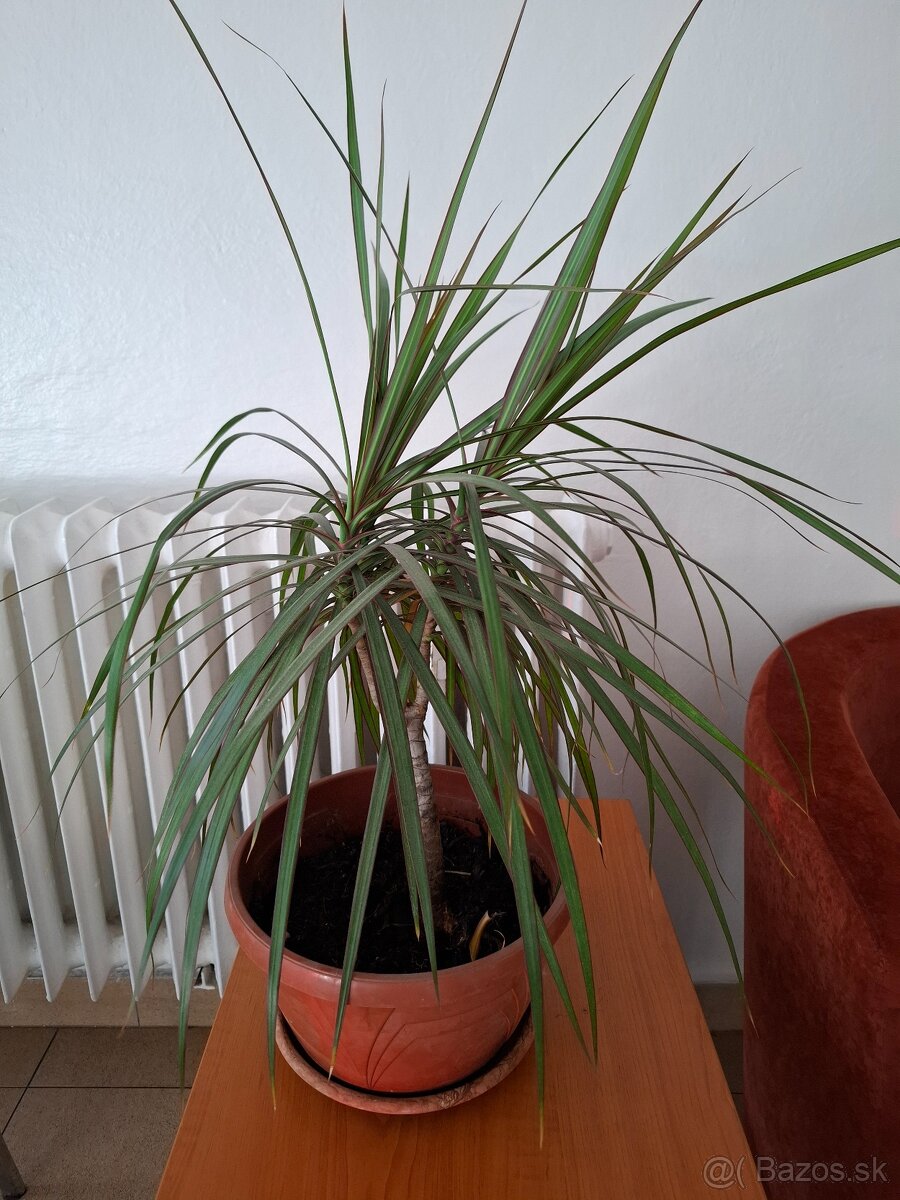 Dracenia izbová rastlina - 2