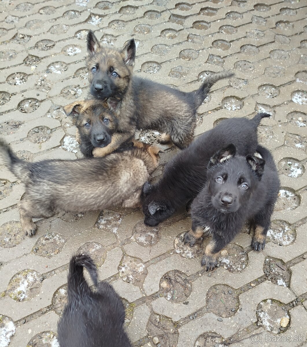 Šteňatá Nemecký ovčiak P.P. - 2