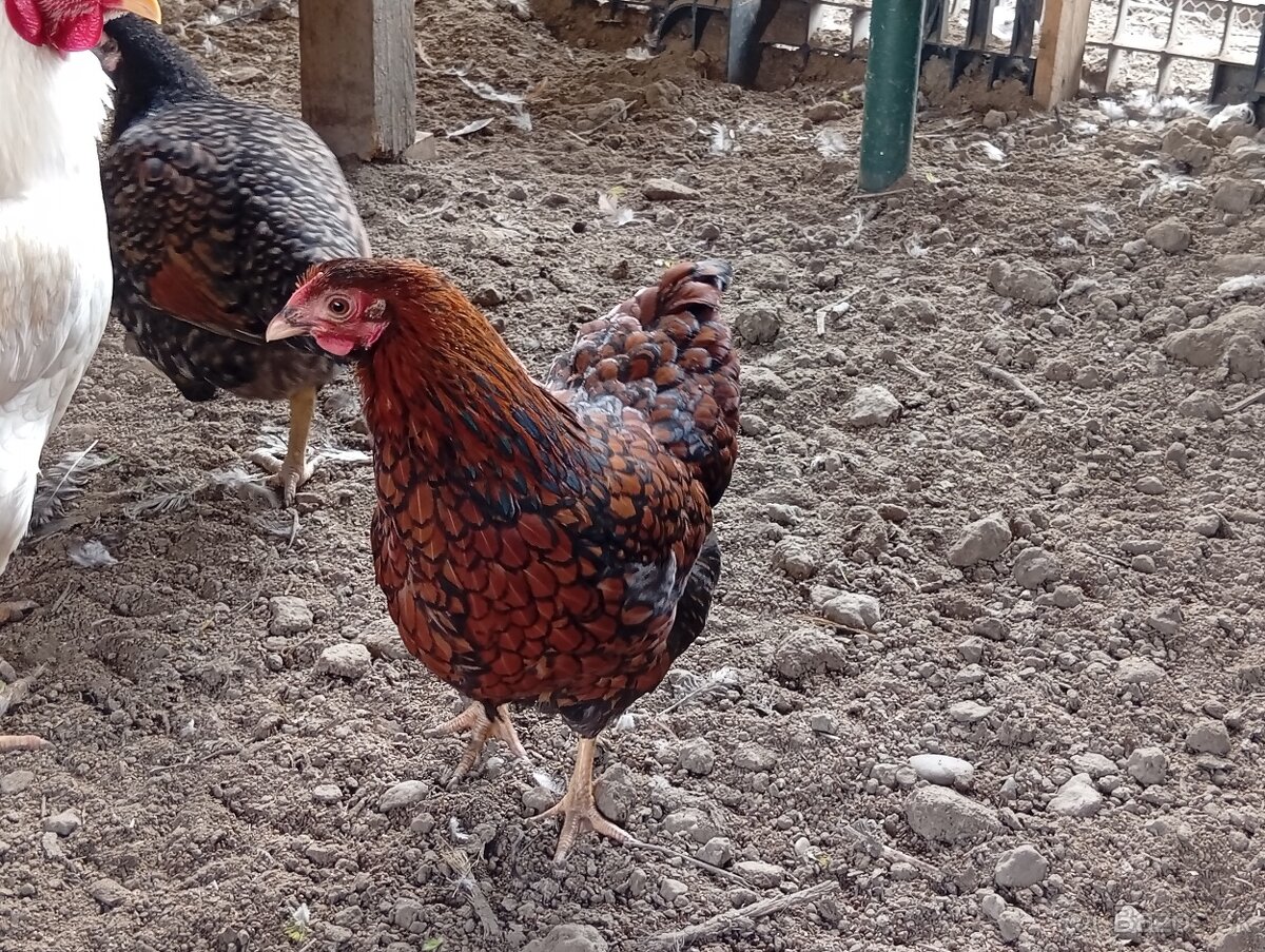 Wyandotkak zdrobnela - 2