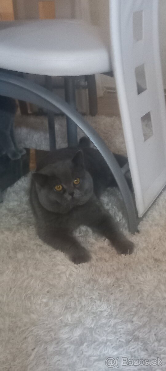 Britsky kocur krytie - 2