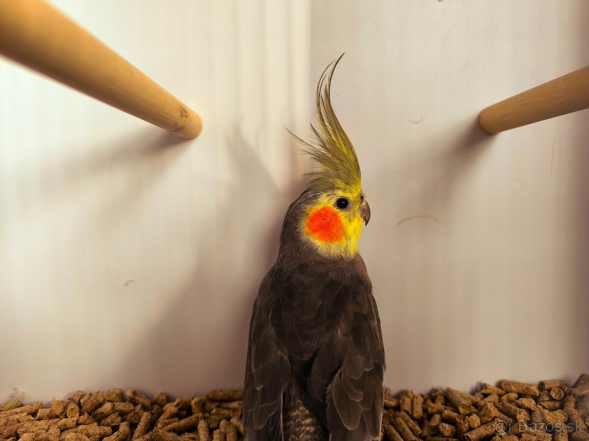 korely výstavný typ - 2