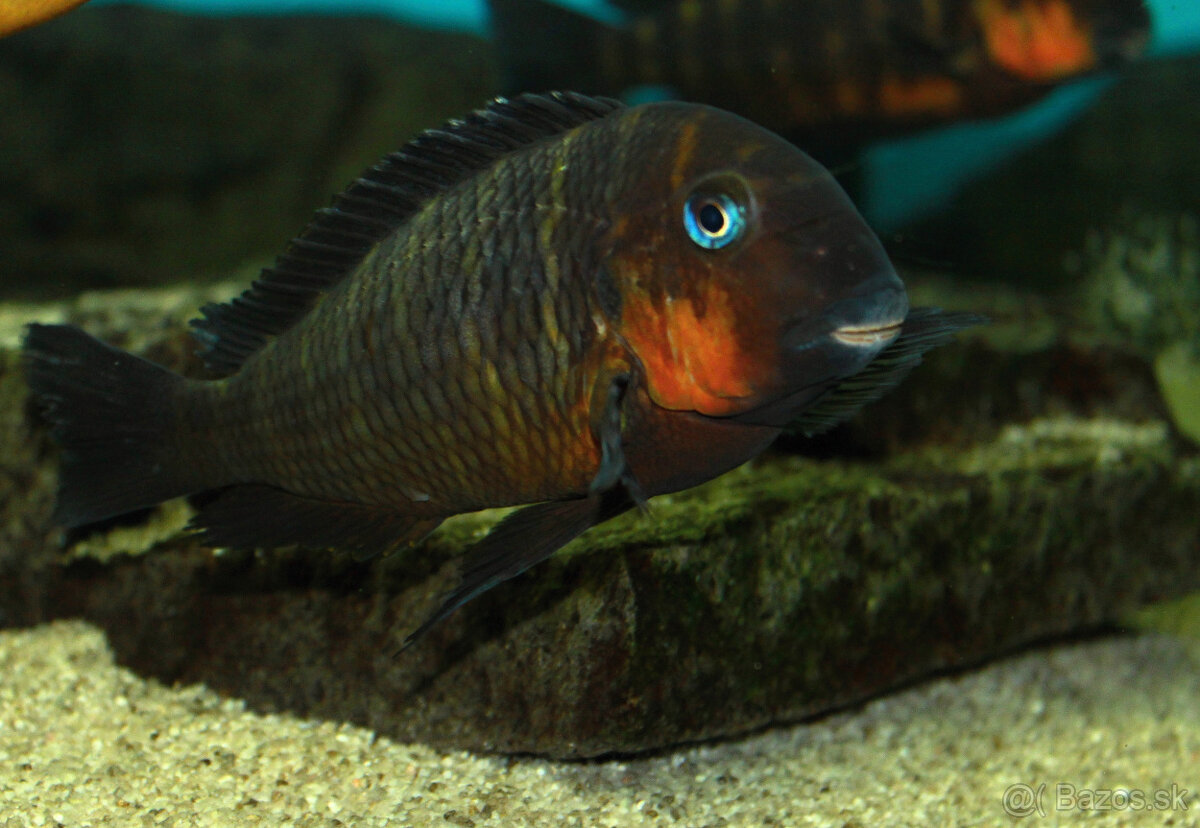 Tropheus mpimbwe red cheek - 2