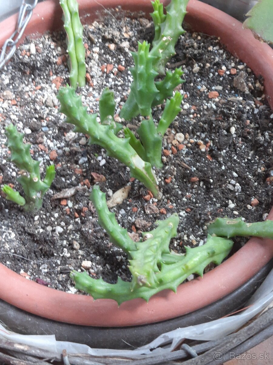Stapelia. - 2
