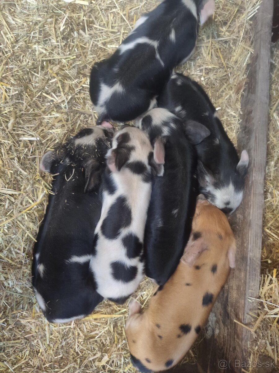 Kune kune - 2