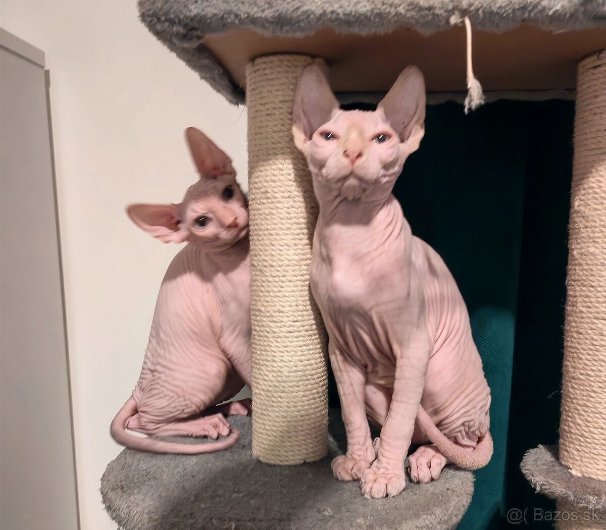 SPHYNX - 2